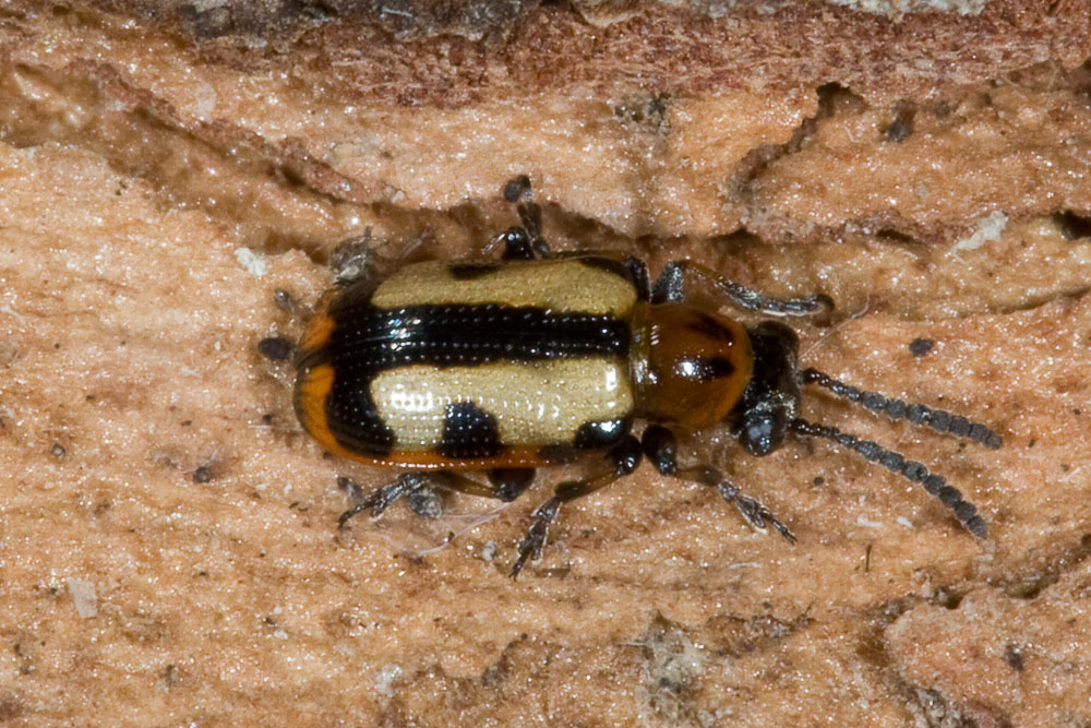Crioceris ?