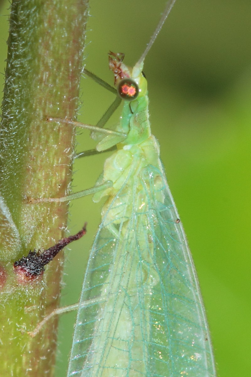 Chrysoperla cf. agilis