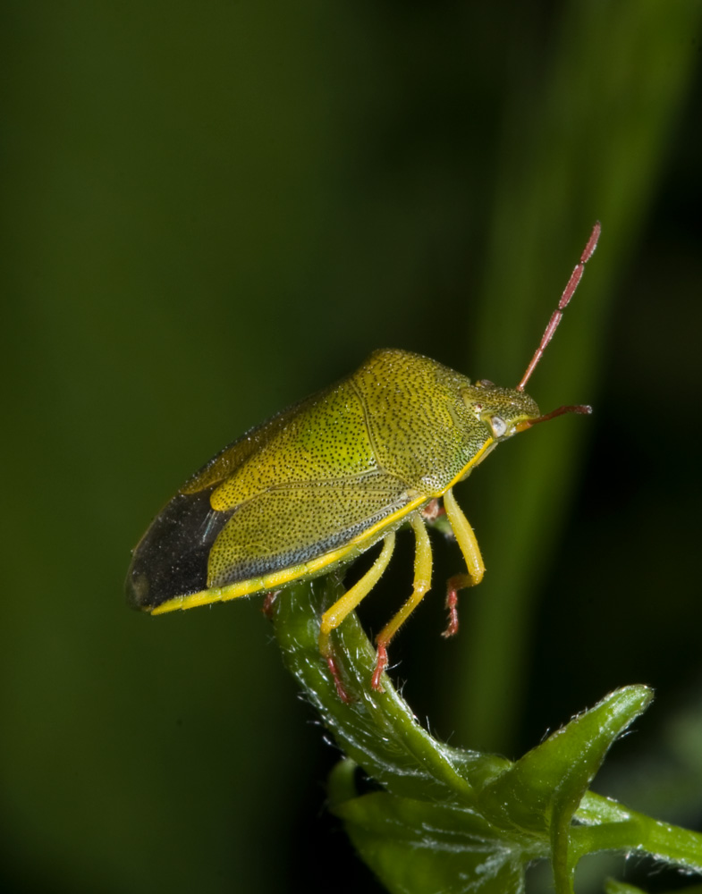 Piezodorus lituratus
