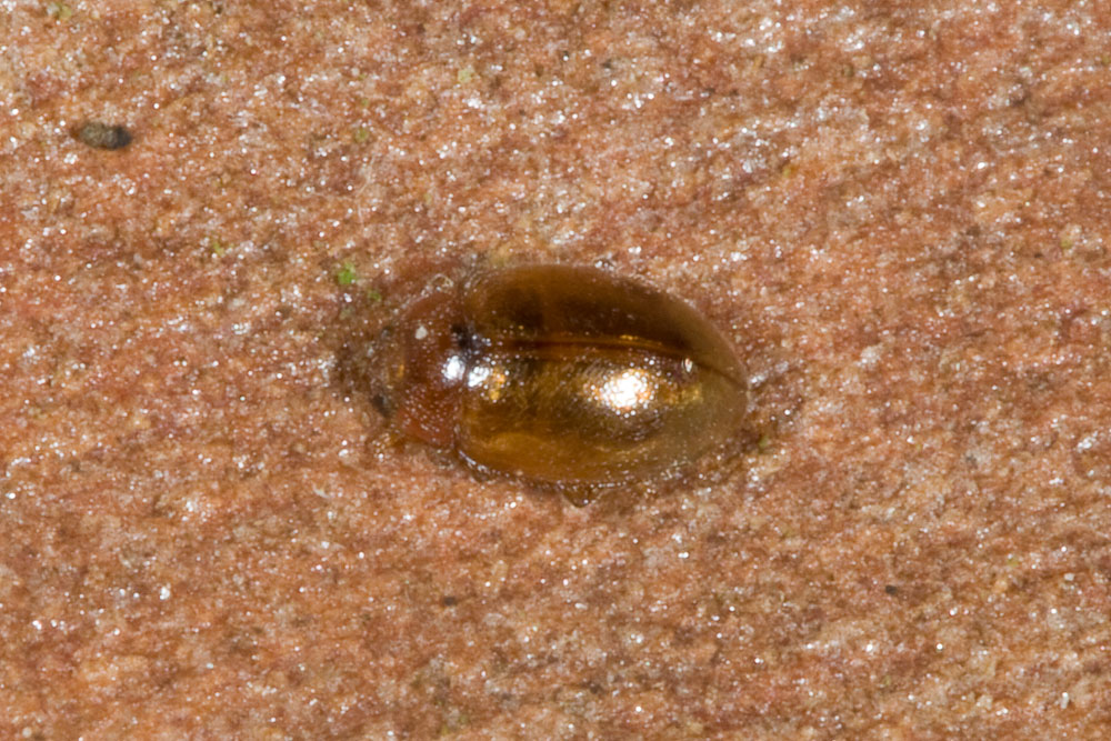 ..un paio di Coccinellidae: cfr. Rhyzobius sp.