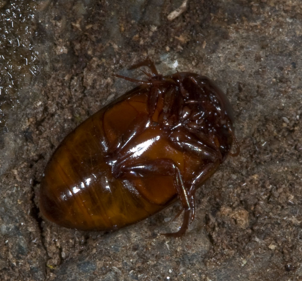 Diytiscidae del genere Agabus (cf. A. binotatus)