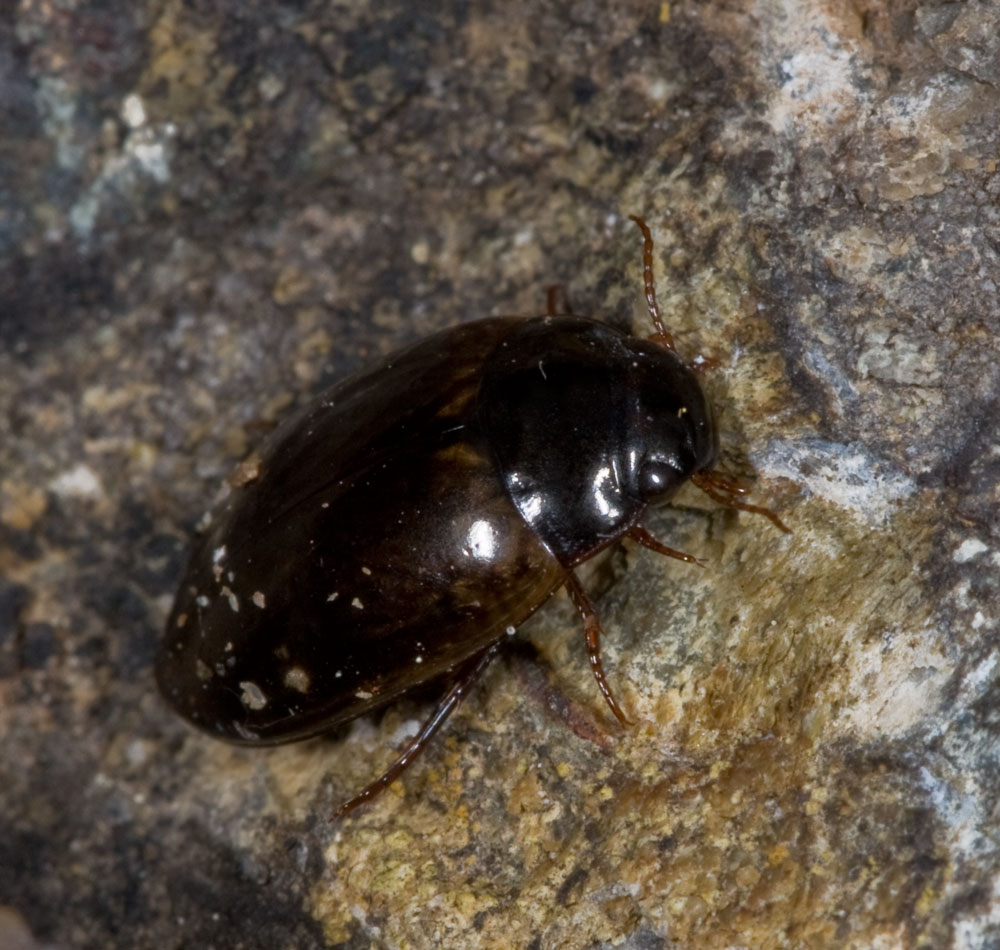 Diytiscidae del genere Agabus (cf. A. binotatus)