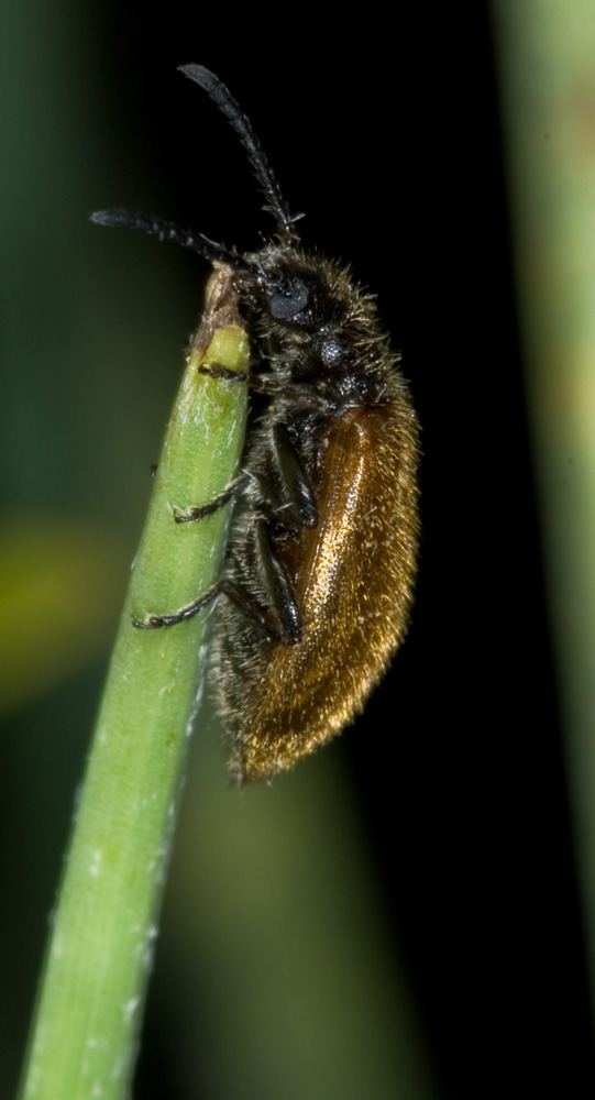 Lagria hirta?