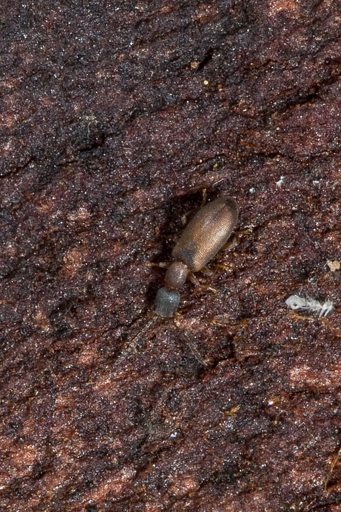 Endomia tenuicollis dell''isola d''Elba