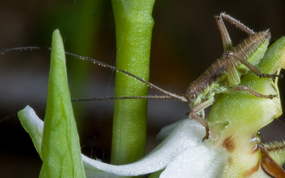 Neanide su O.apifera: Bradyporidae