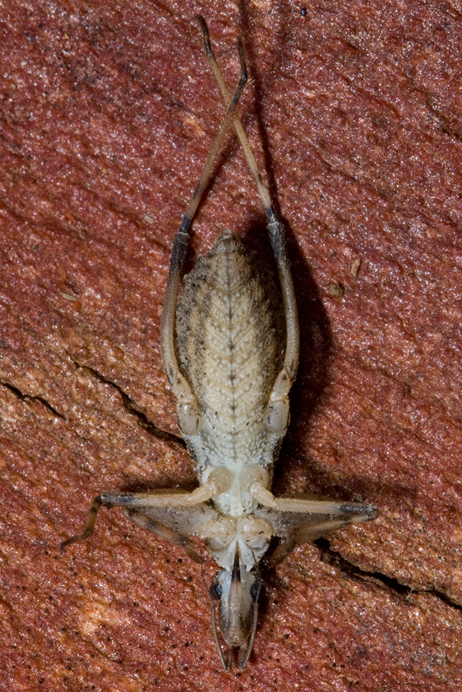 Reduviidae: Oncocephalus sp.