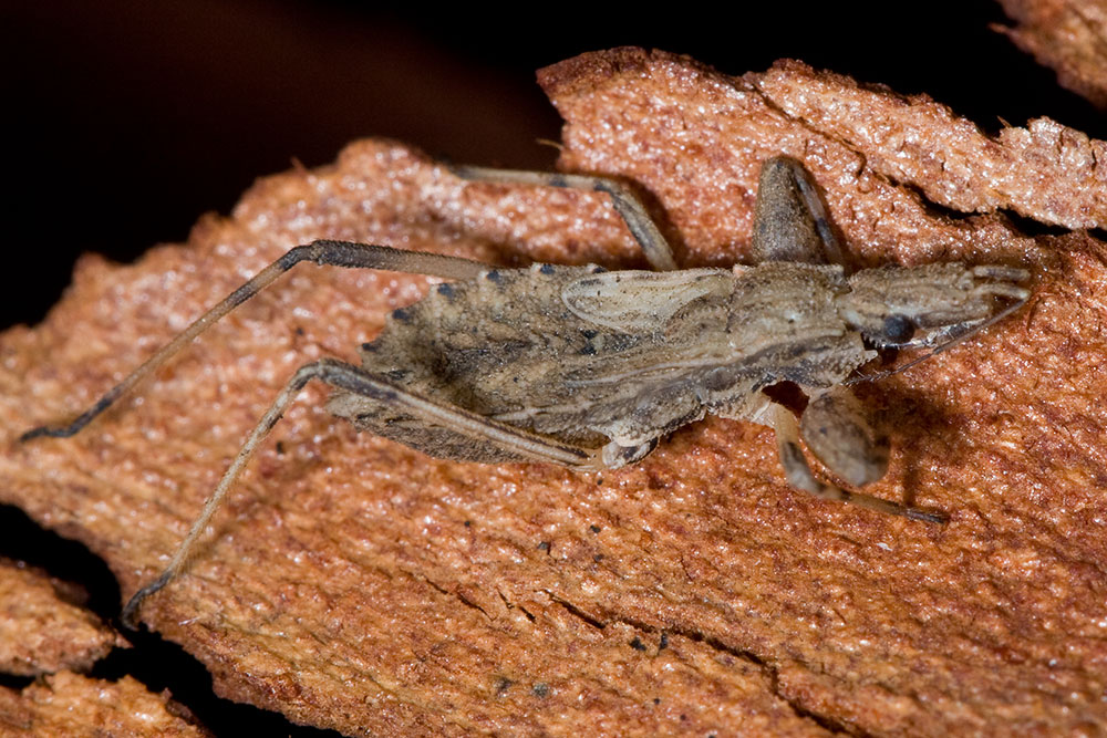 Reduviidae: Oncocephalus sp.