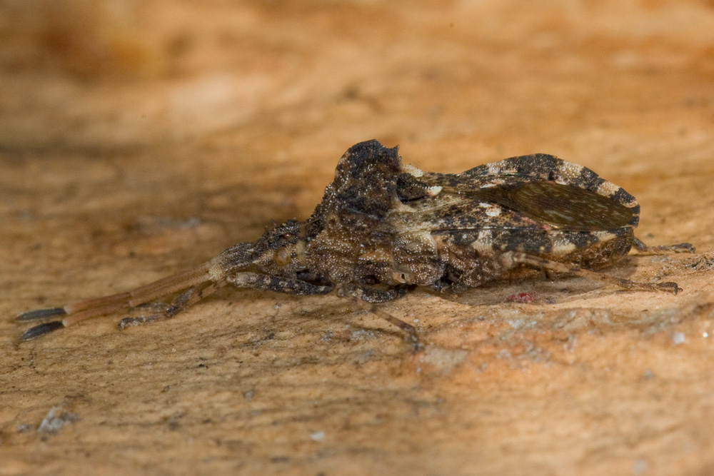 Centrocoris variegatus?