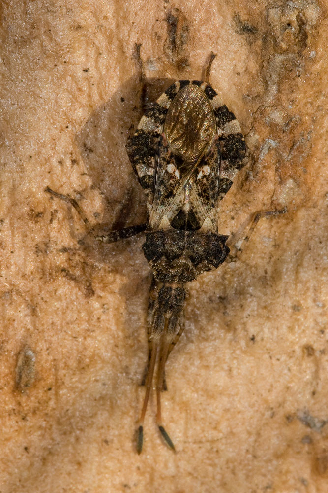 Centrocoris variegatus?