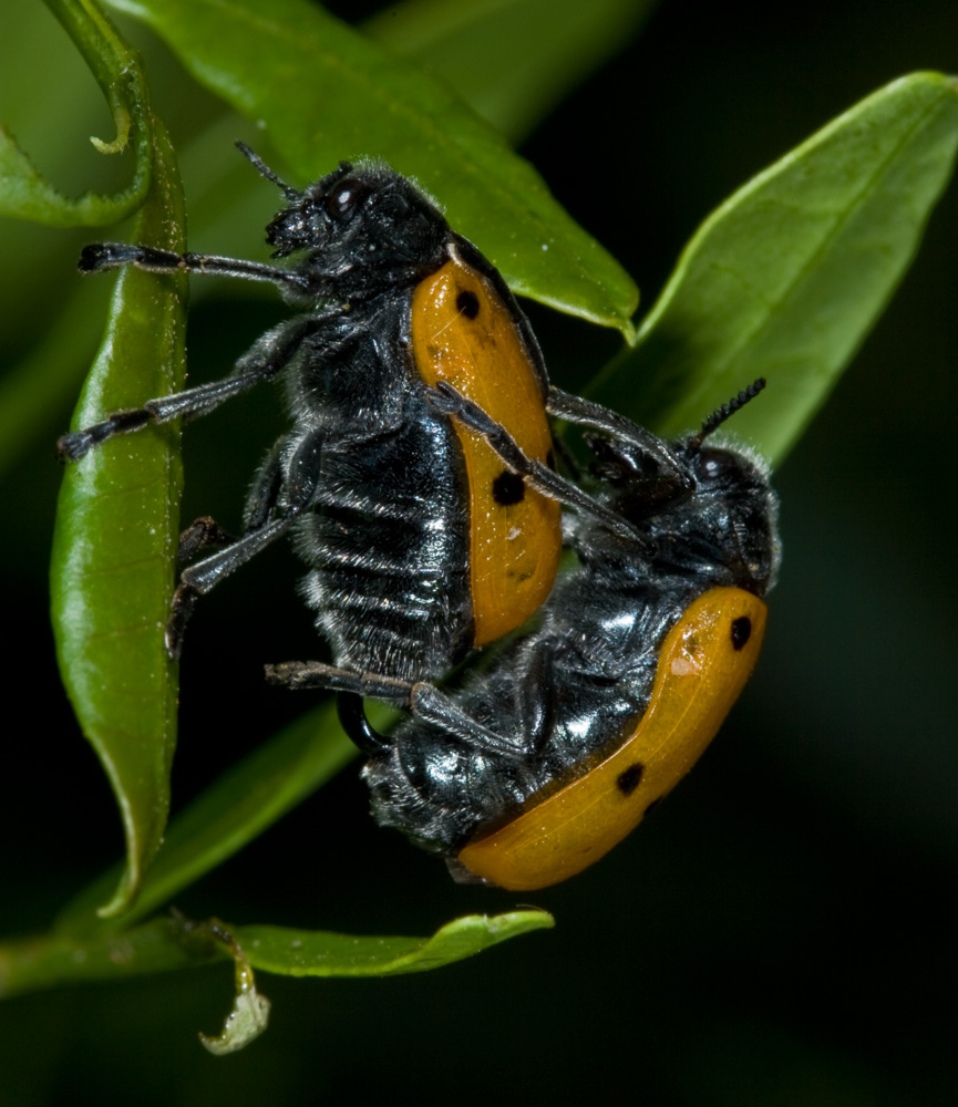 Lachnaia italica (copula)