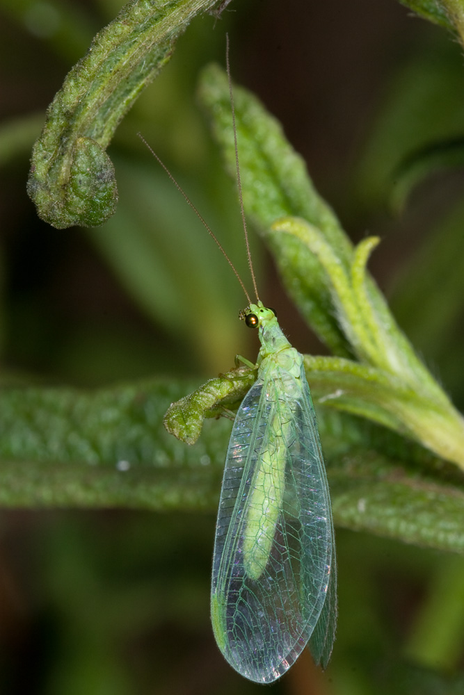 Chrysopa formosa