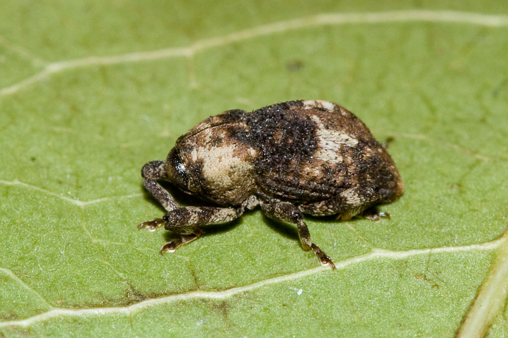 Acallocrates minutesquamosus (Curculionidae)