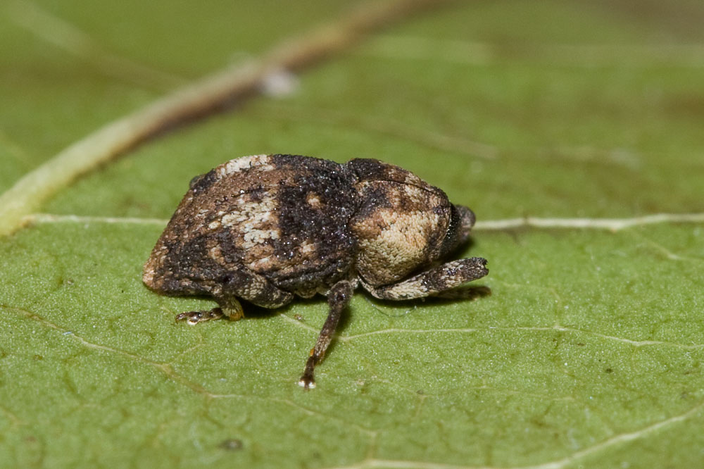 Acallocrates minutesquamosus (Curculionidae)