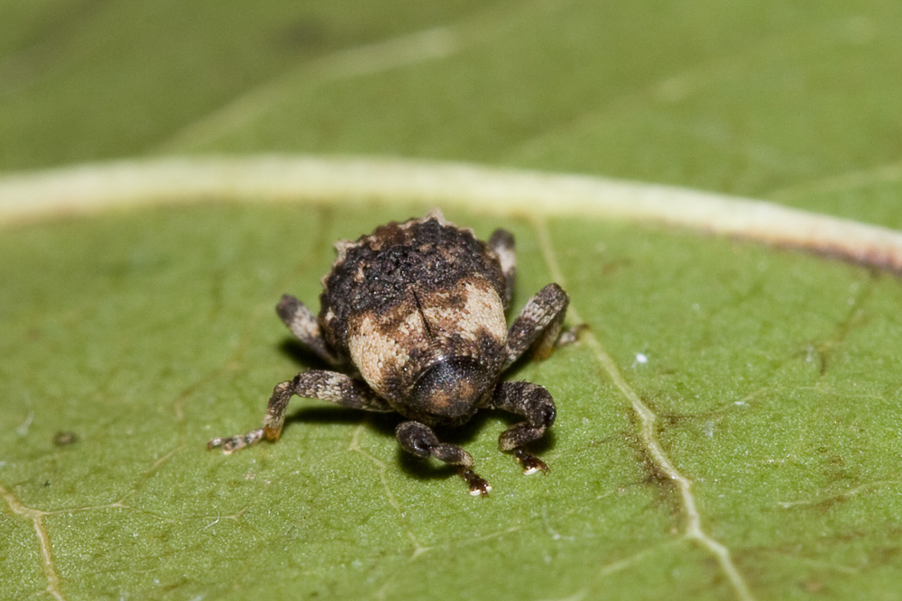 Acallocrates minutesquamosus (Curculionidae)