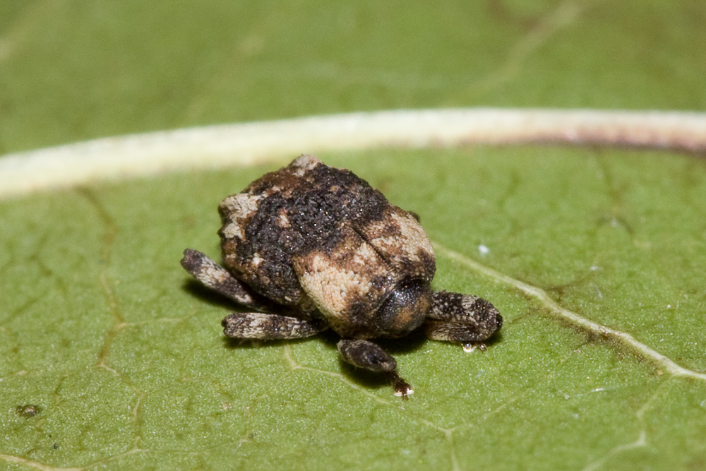 Acallocrates minutesquamosus (Curculionidae)