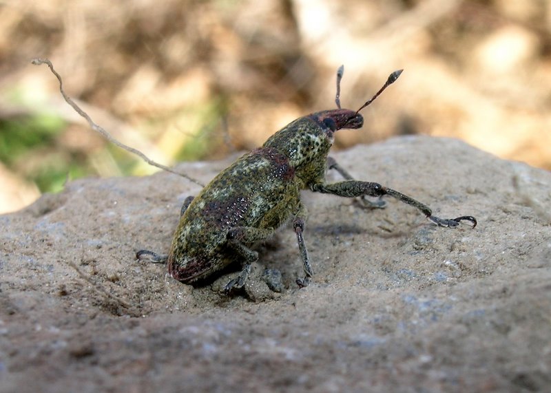 Bellissimo Curculionidae dell''Elba!