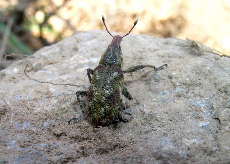 Bellissimo Curculionidae dell''Elba!