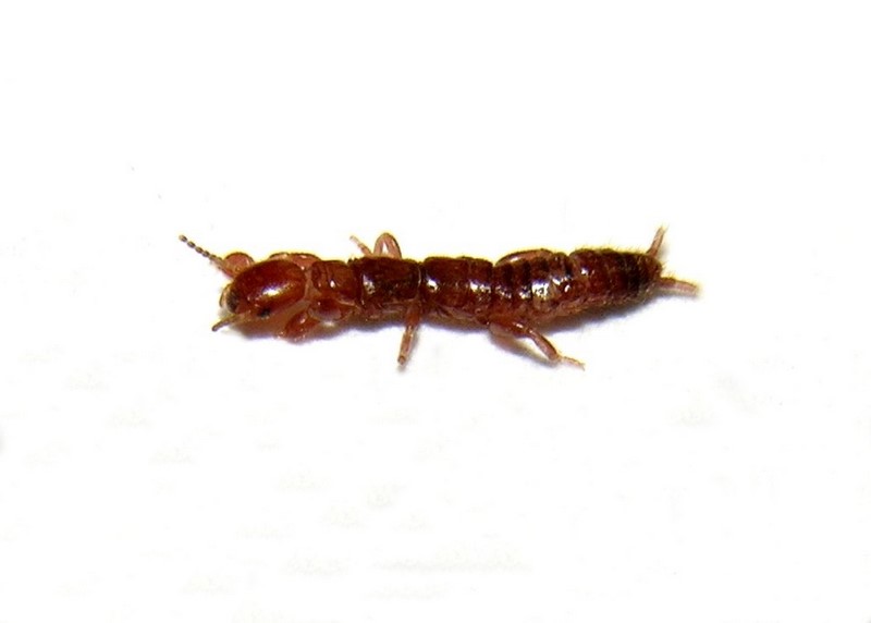 Haploembia solieri?