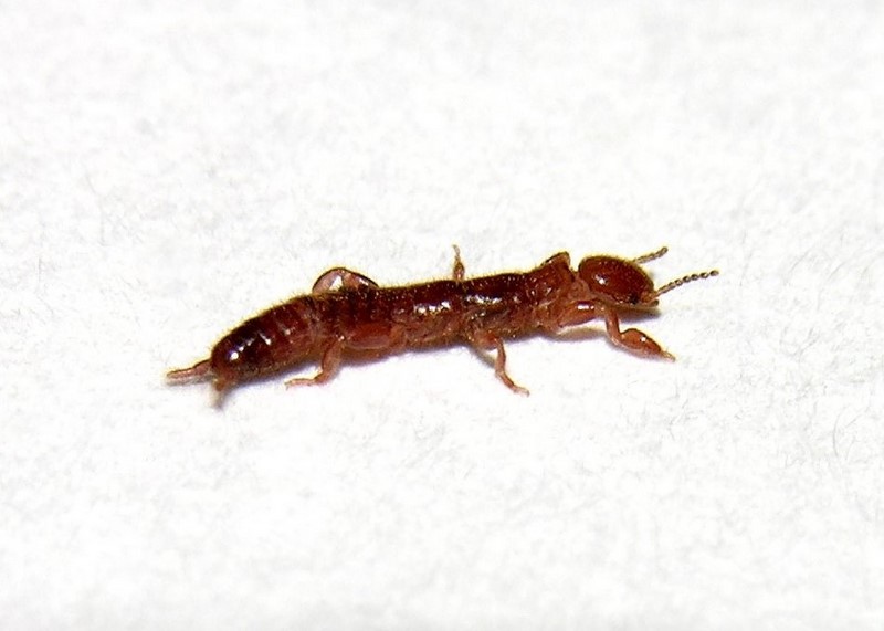 Haploembia solieri?