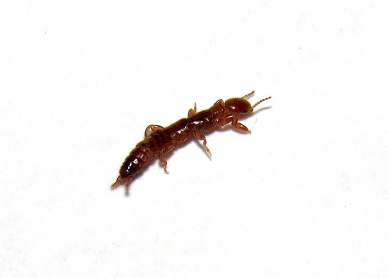 Haploembia solieri?