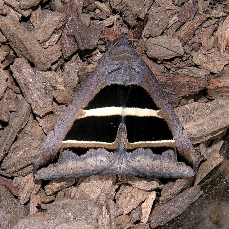 Ma che meraviglia! - Grammodes bifasciata