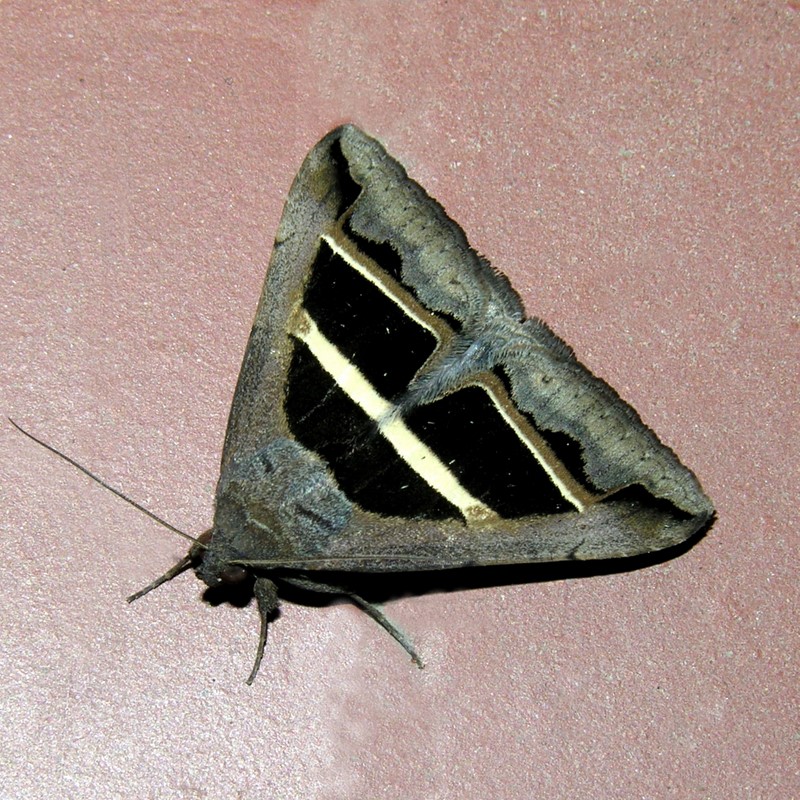 Ma che meraviglia! - Grammodes bifasciata