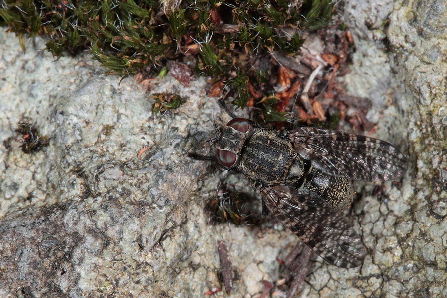 Piccolo dittero di Capraia: Platystoma sp (Platystomidae)