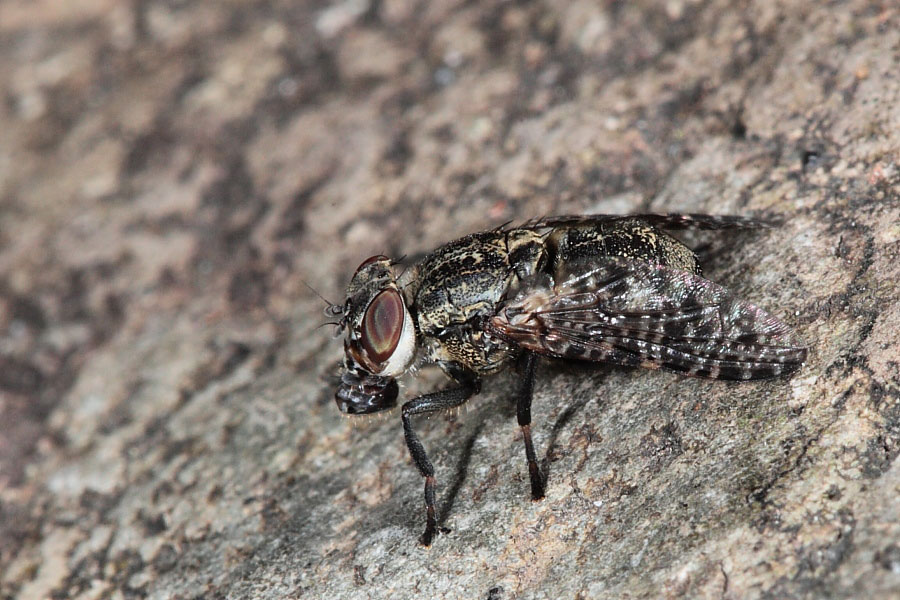 Piccolo dittero di Capraia: Platystoma sp (Platystomidae)