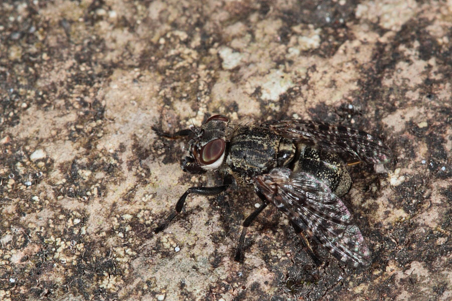 Piccolo dittero di Capraia: Platystoma sp (Platystomidae)