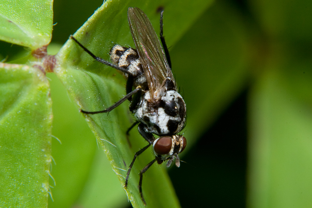 Anthomyia sp. (Anthomyididae)