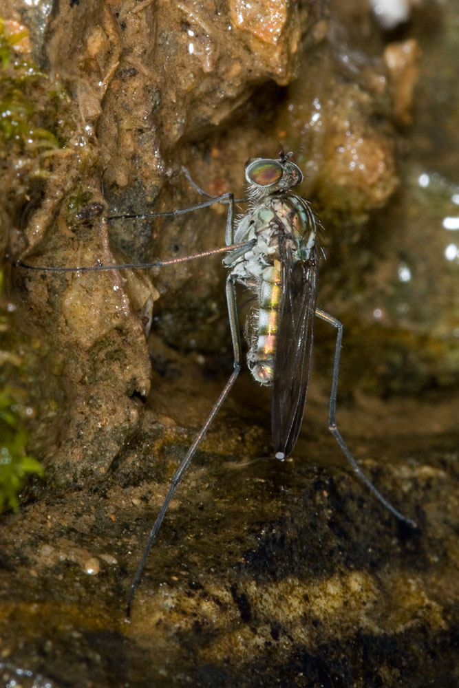 Mosca beona! Liancalus virens M (Dolichopodidae)