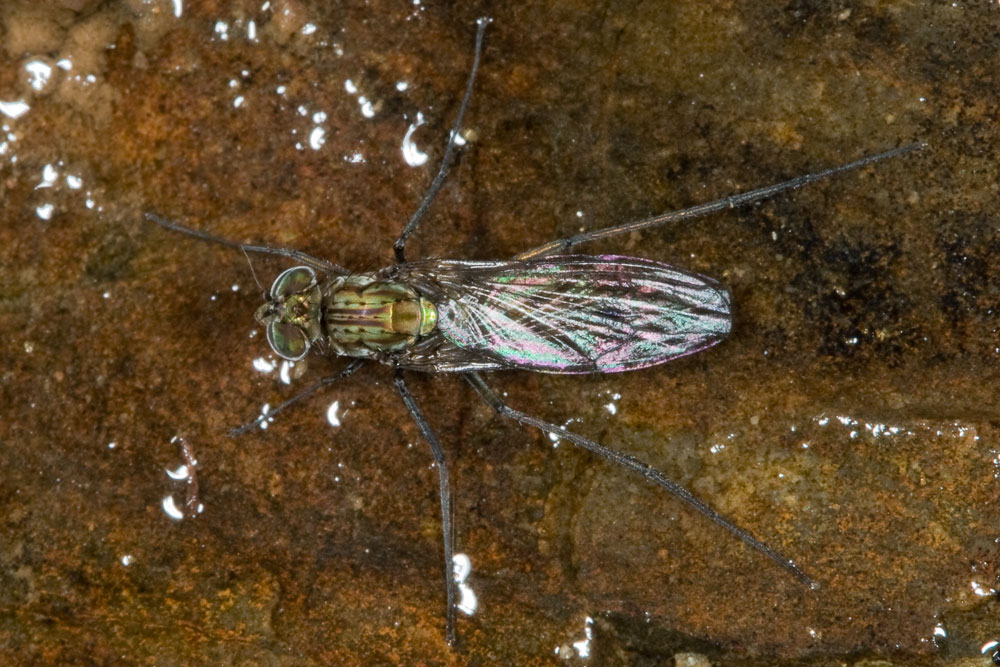 Mosca beona! Liancalus virens M (Dolichopodidae)