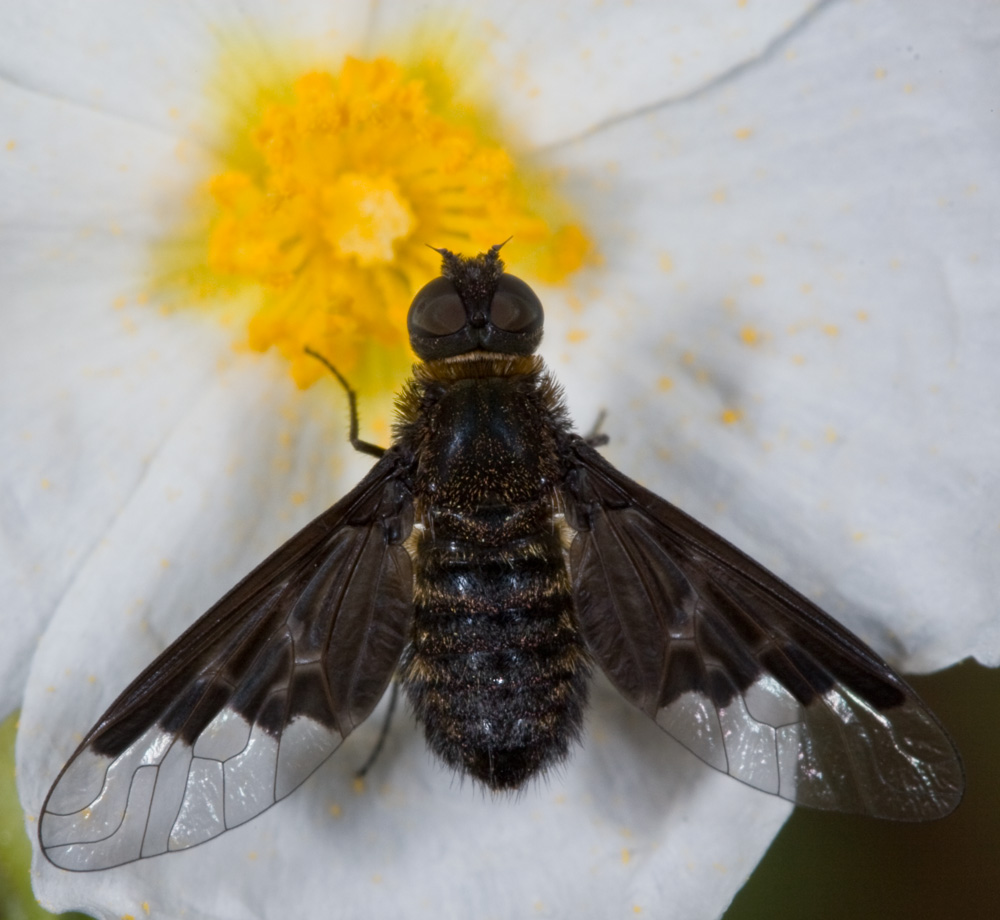 Dittero Bombyliidae: Hemipenthes morio