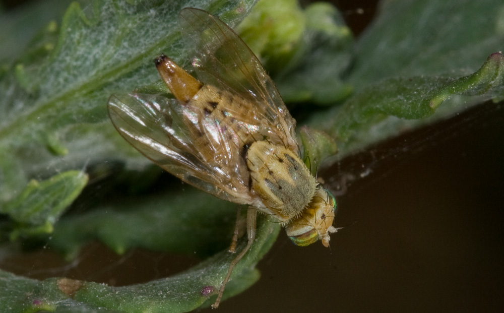Piccolo dittero dagli occhi verdi!