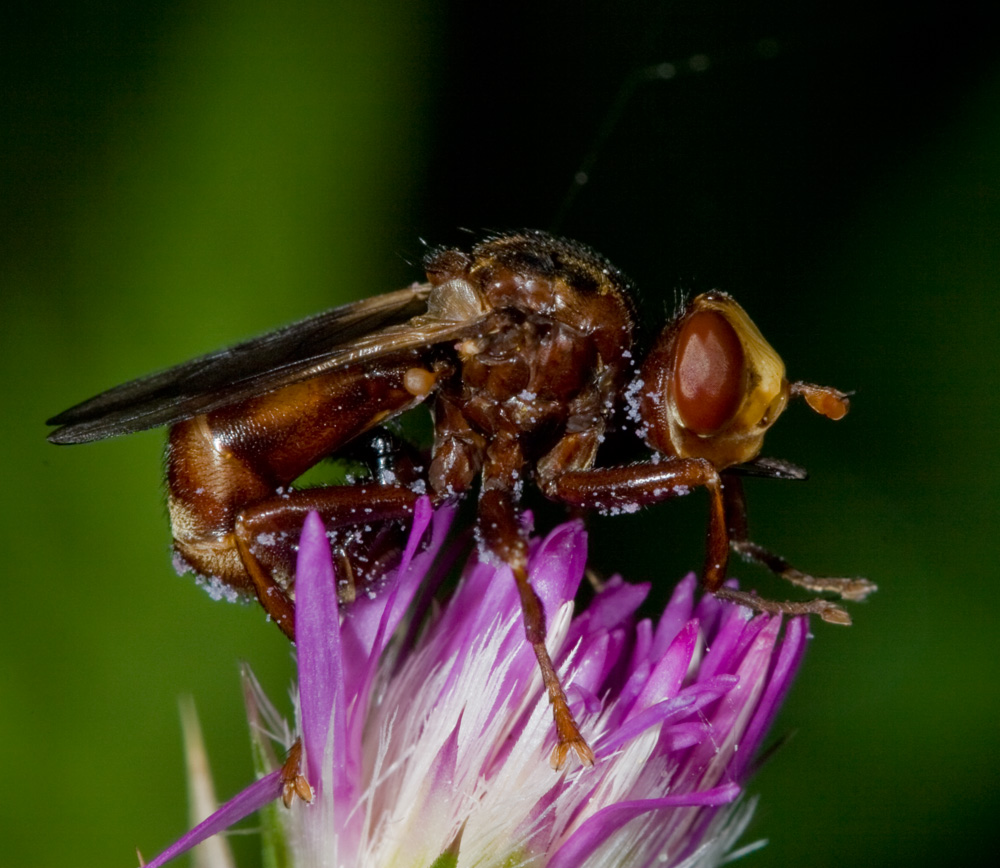 Sicus ferrugineus