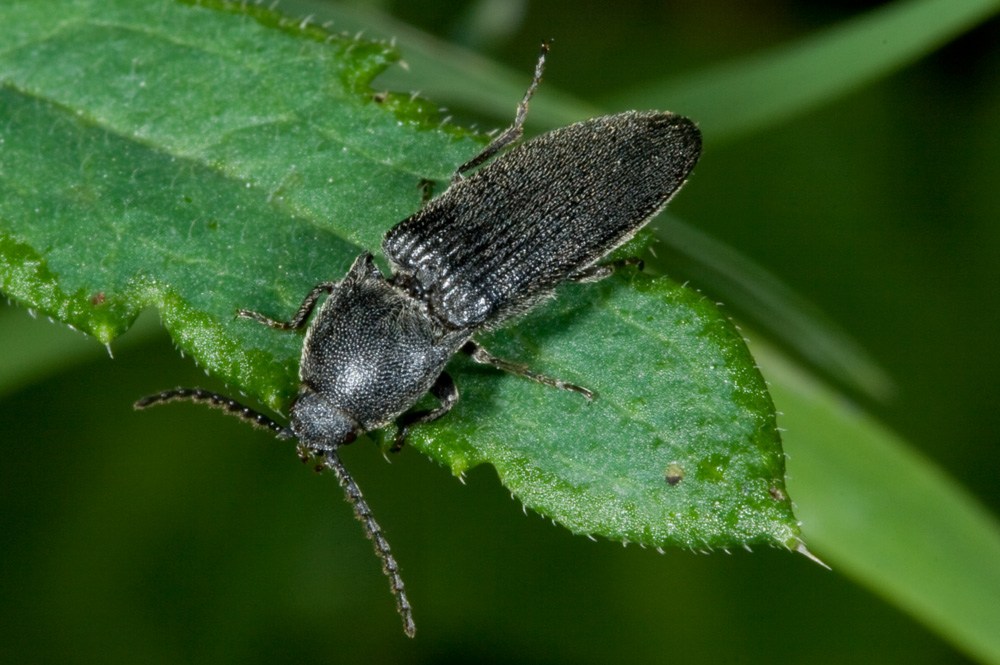 Elateridae da determinare