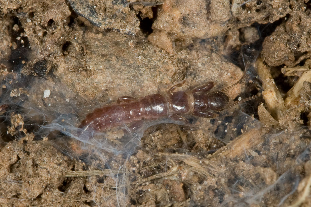Haploembia solieri?
