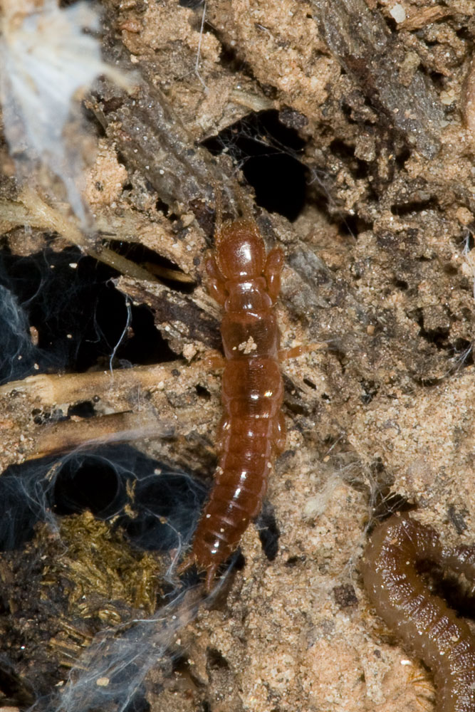 Haploembia solieri?