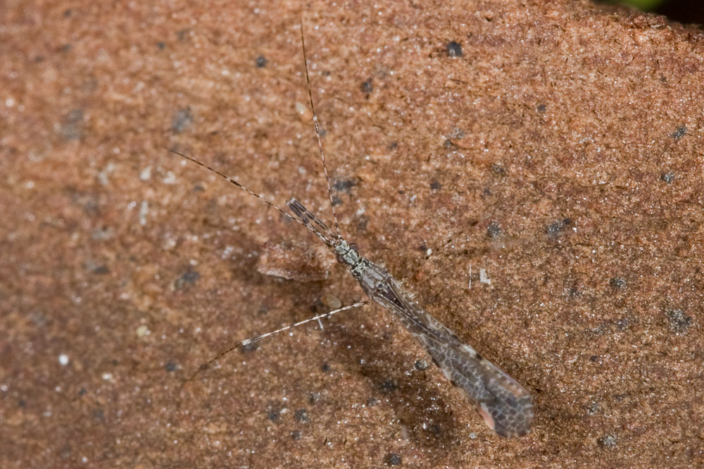 Reduviidae dell''Elba: Empicoris sp.