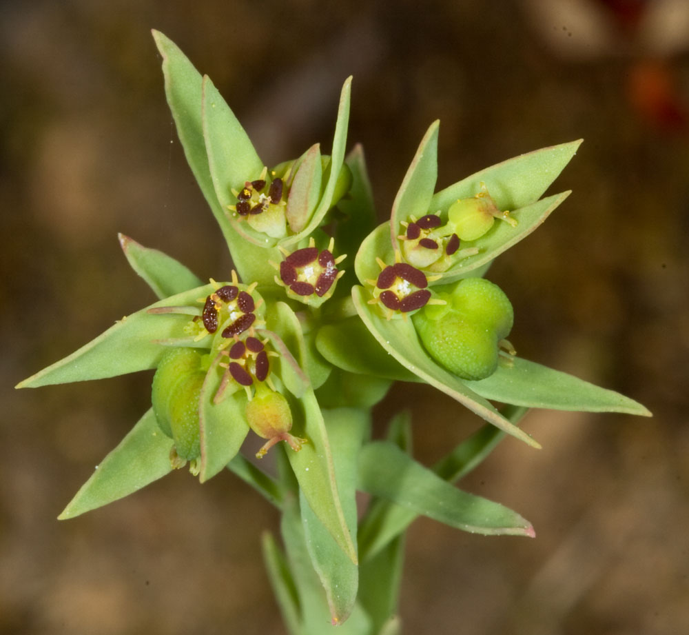 Euphorbia exigua / Euforbia sottile