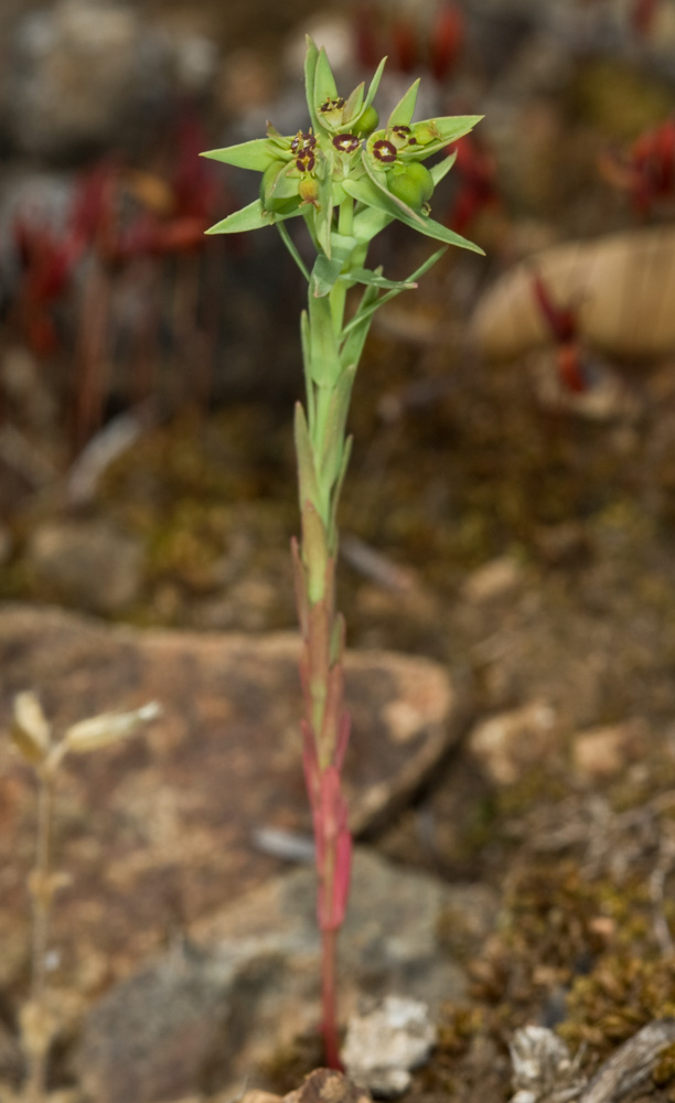 Euphorbia exigua / Euforbia sottile