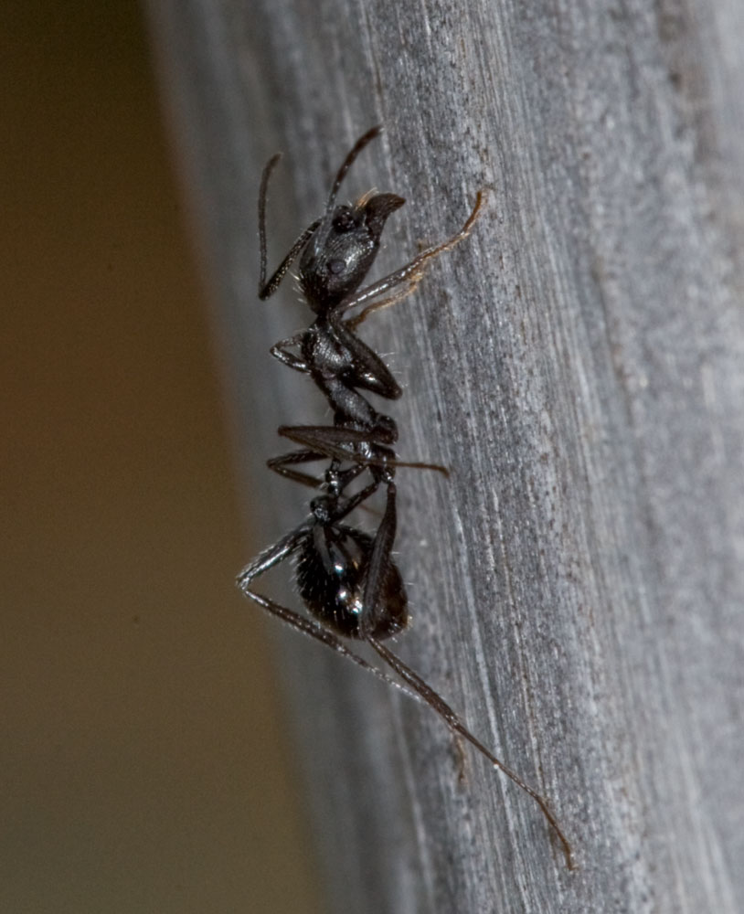 Aphaenogaster spinosa.