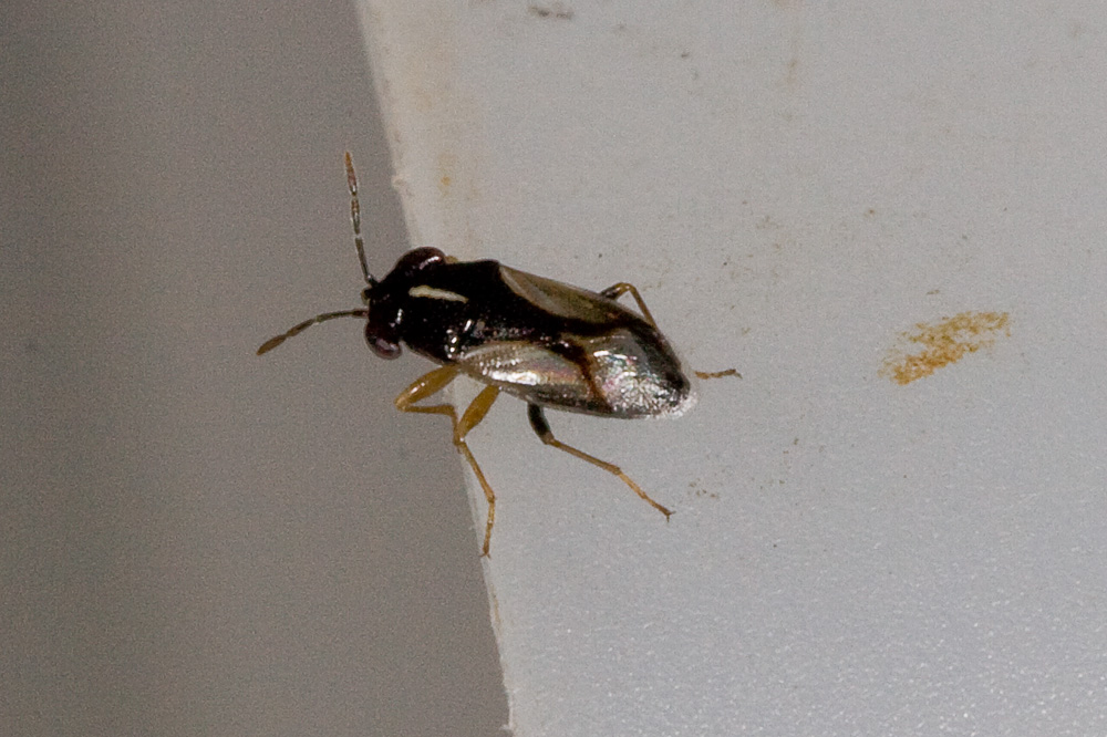 Lygaeidae: Geocoris lineola