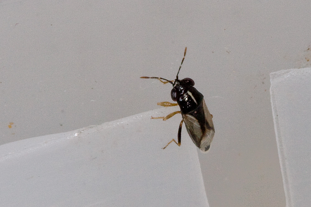 Lygaeidae: Geocoris lineola