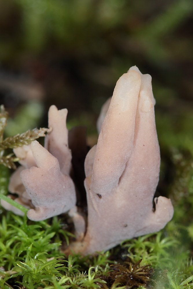 Altro strano fungo (per me) da ID