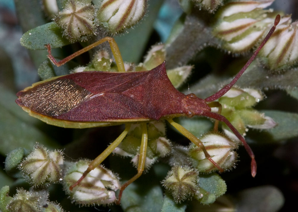 Gonocerus insidiator