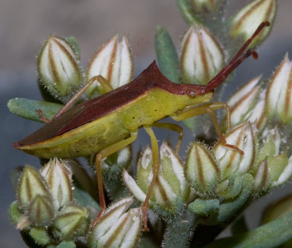 Gonocerus insidiator