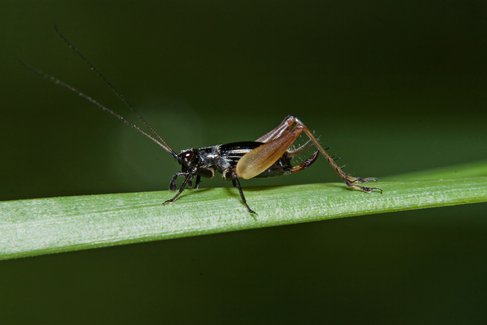 Minigrillozamperosse!!! - Trigonidium cicindeloides