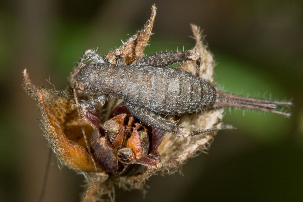 Arachnocephalus vestitus (Mogoplistidae)