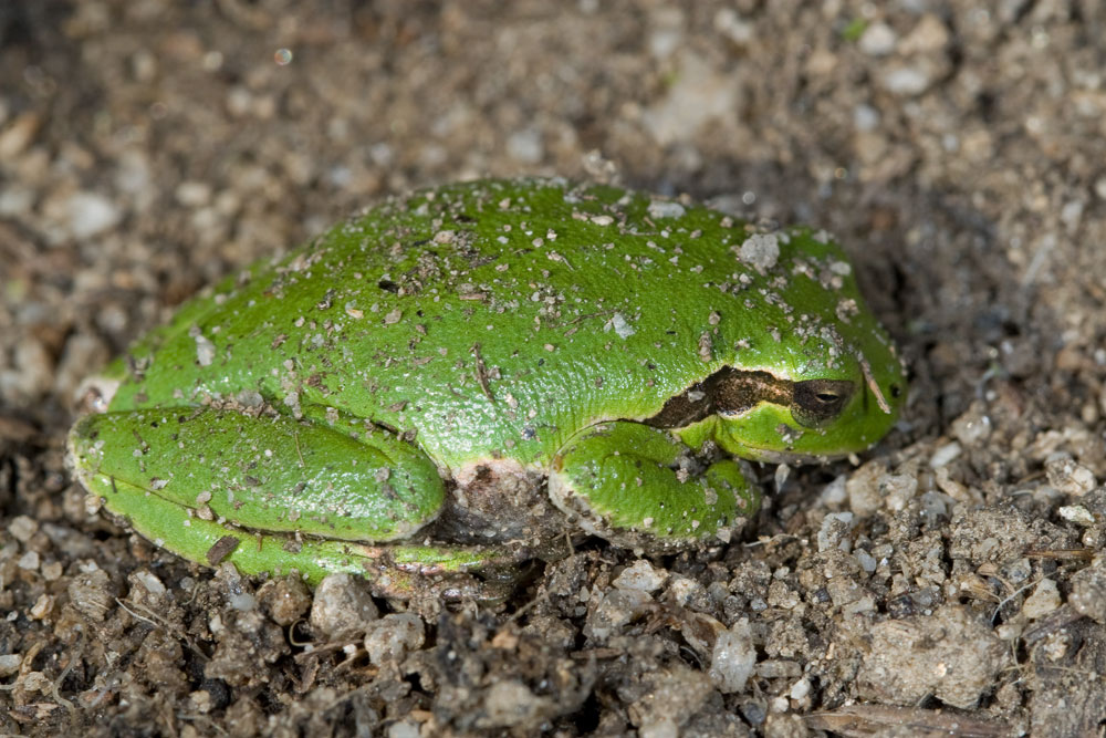 Hyla sarda....in letargo!
